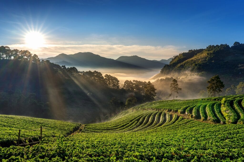beautiful-strawberry-garden-sunrise-doi-ang-khang-chiang-mai-thailand