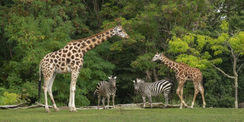 Wide shot of a baby giraffe near its mother and two zebras with green trees in the background